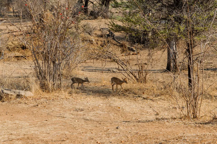 Ruaha-4