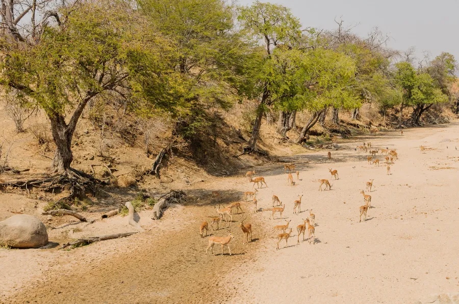 Ruaha-5
