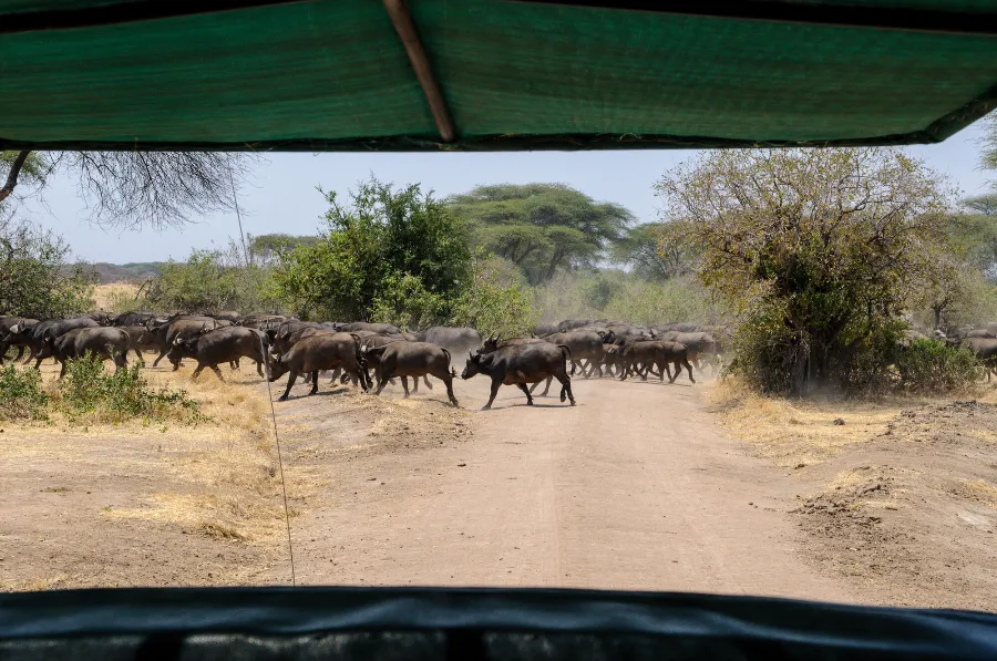 Ruaha-7