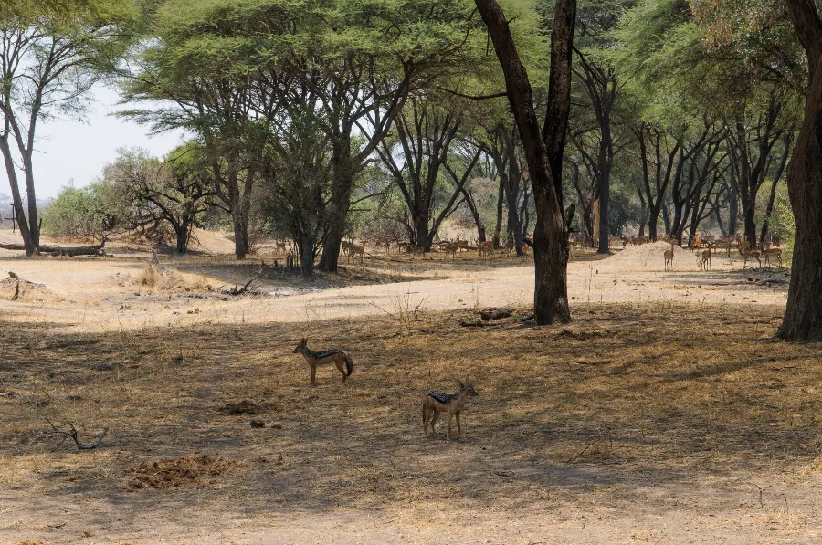 Ruaha-9