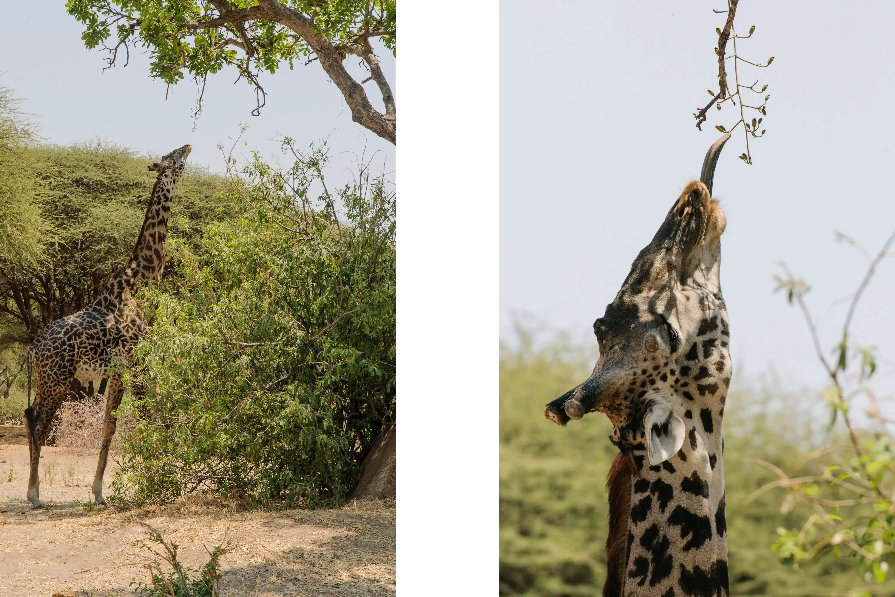 Ruaha-11
