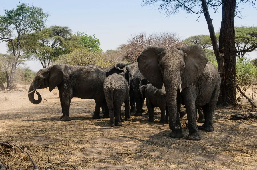 Ruaha-13