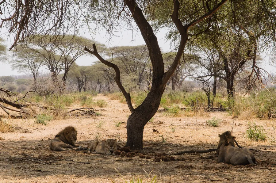 Ruaha-15
