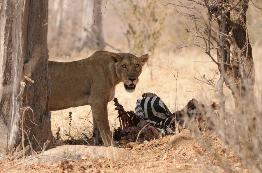 Ruaha-6