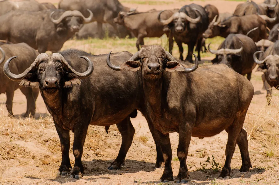 Ruaha-8