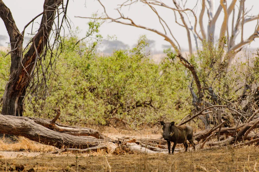 Ruaha-10