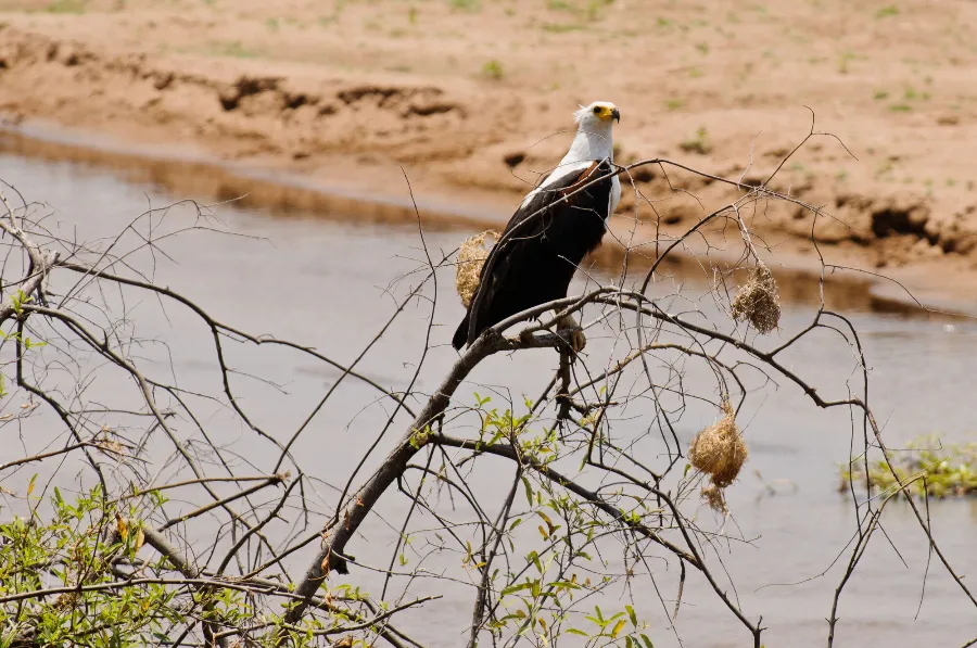 Ruaha-12