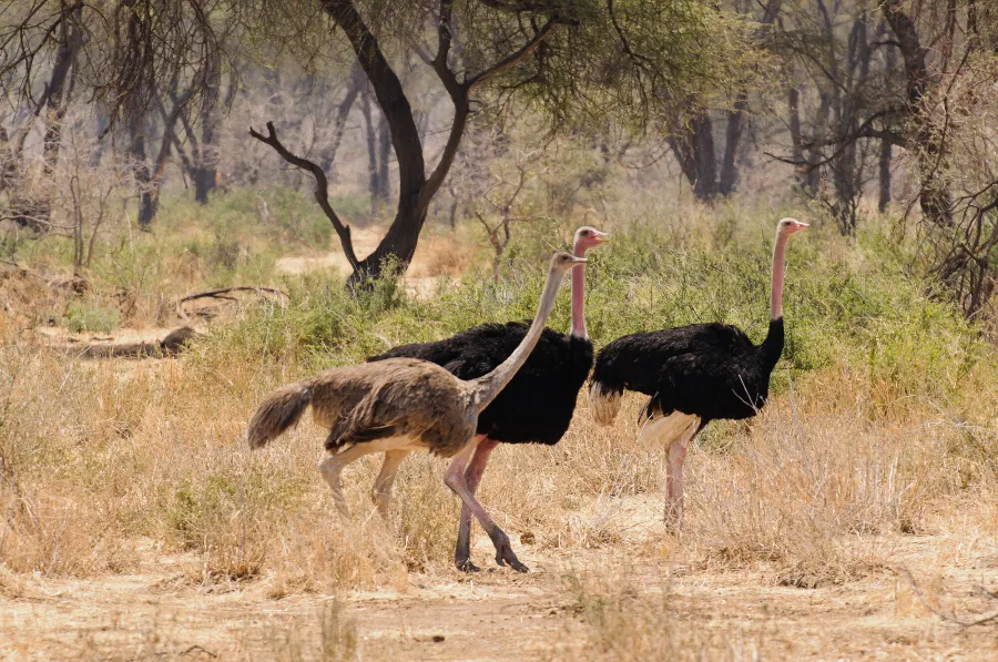 Ruaha-14