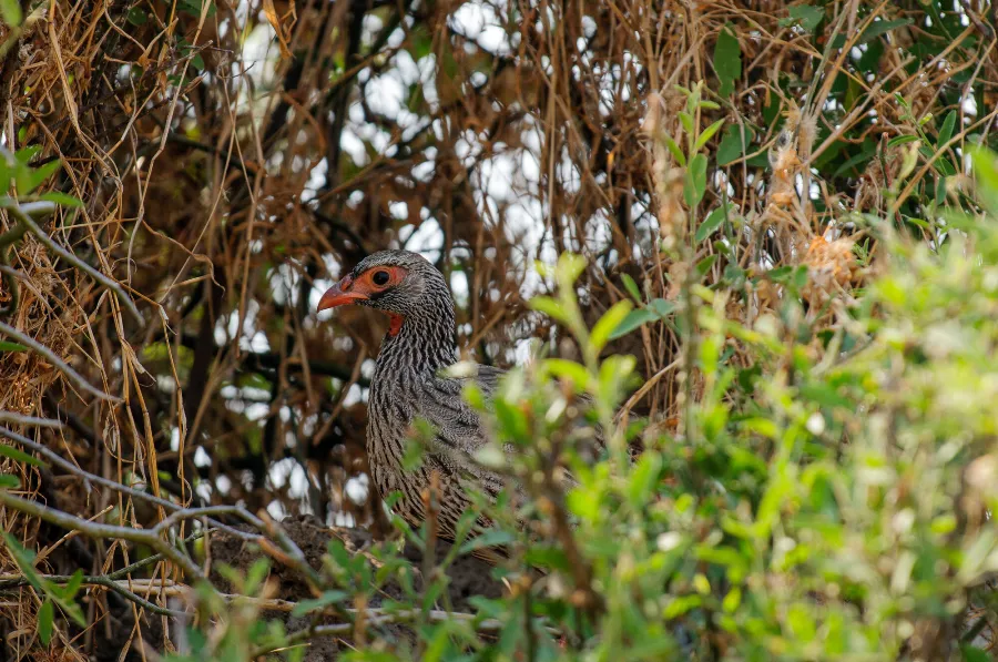 Ruaha-17