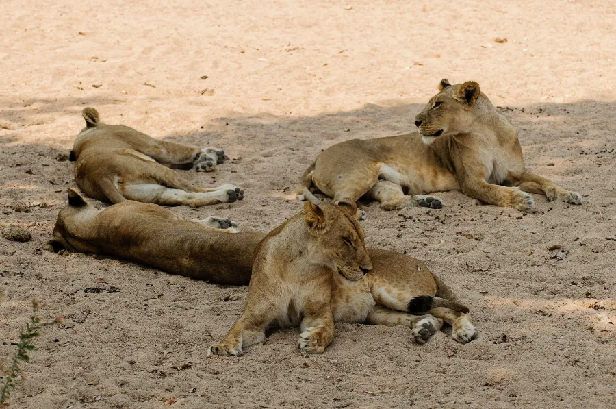 Ruaha-18