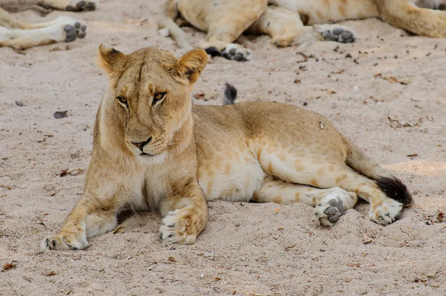 Ruaha-19
