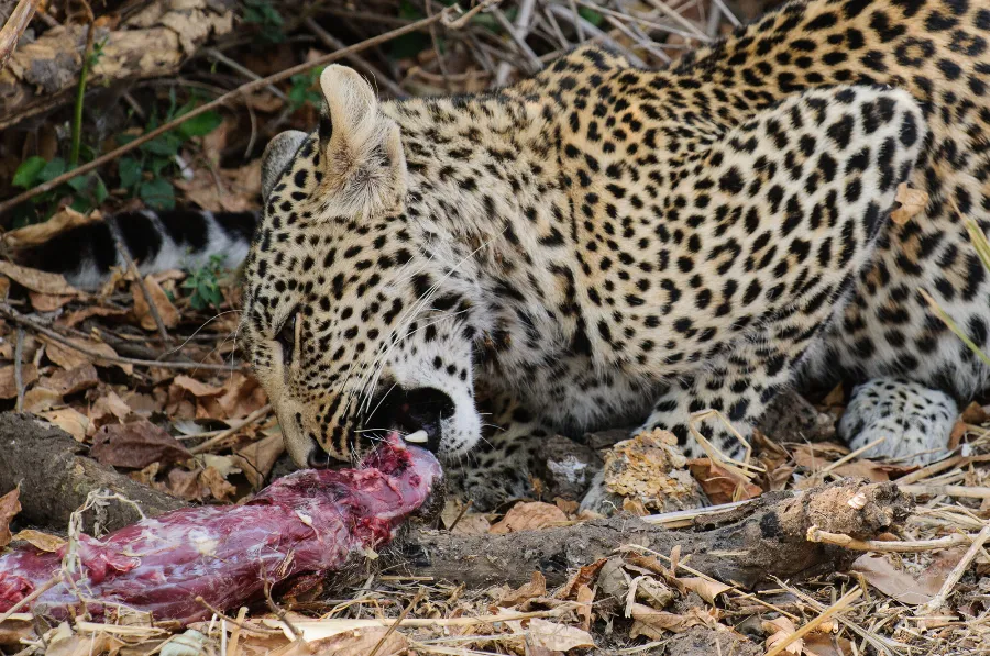 Ruaha-20