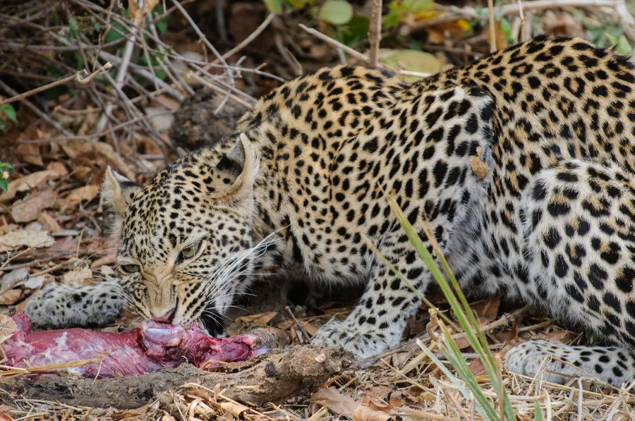 Ruaha-22