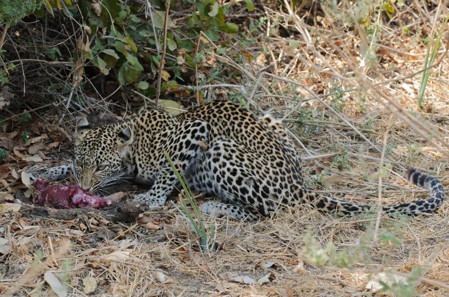 Ruaha-21