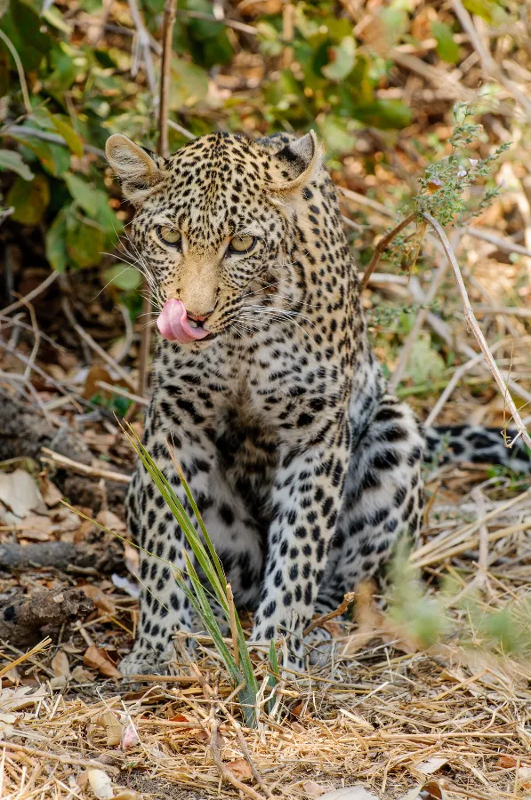 Ruaha-23