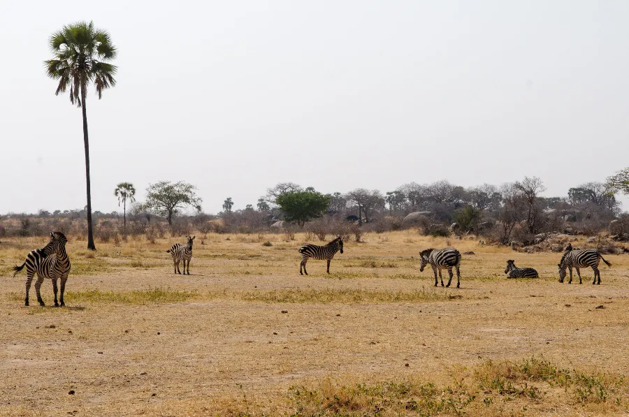 Ruaha-16