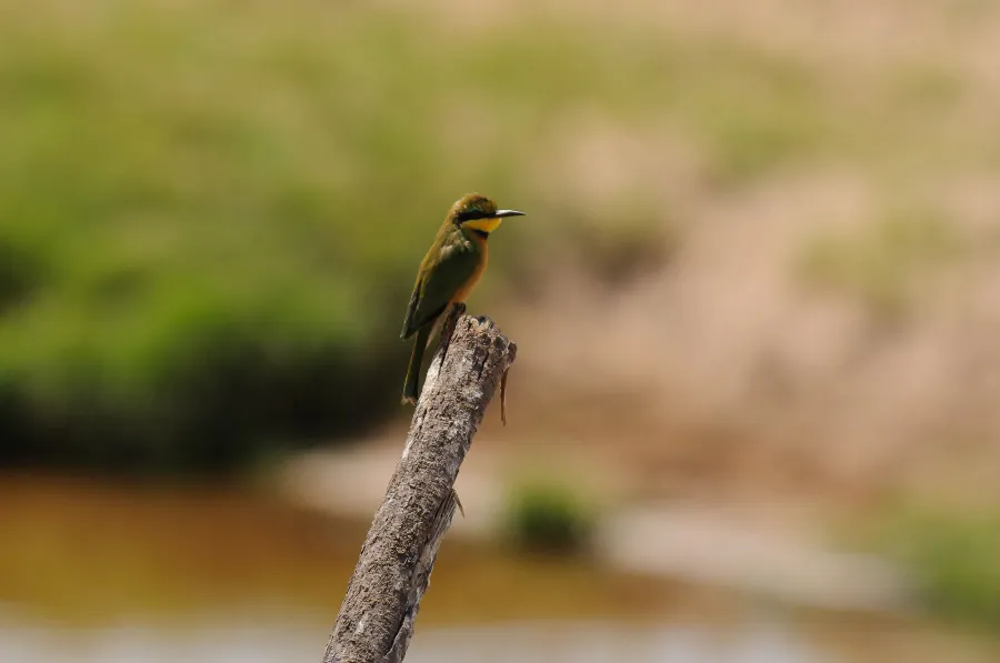 Ruaha-24