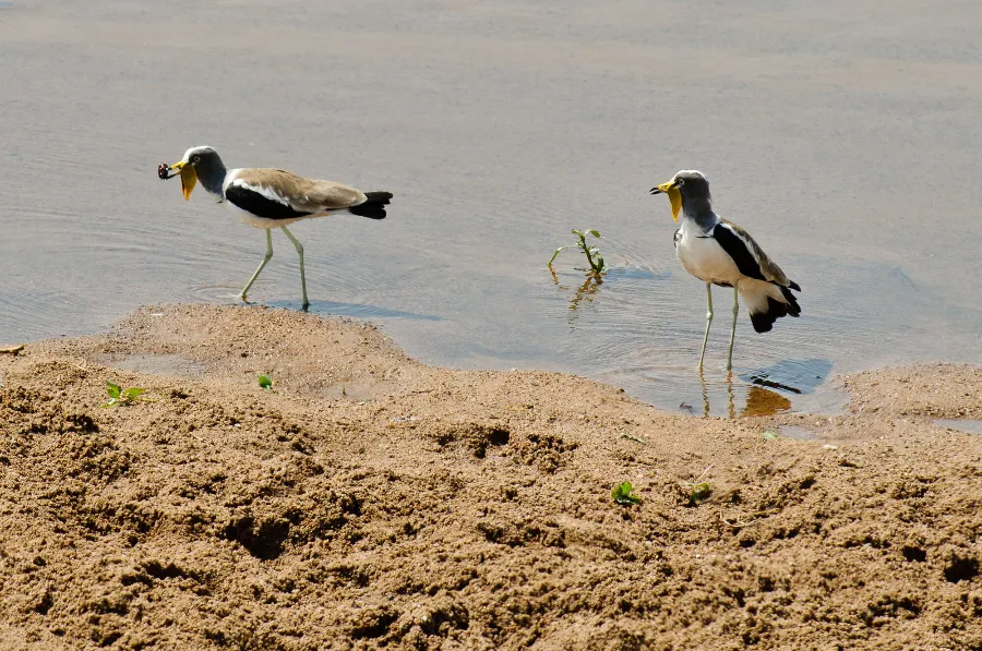Ruaha-25