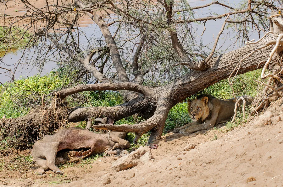 Ruaha-26