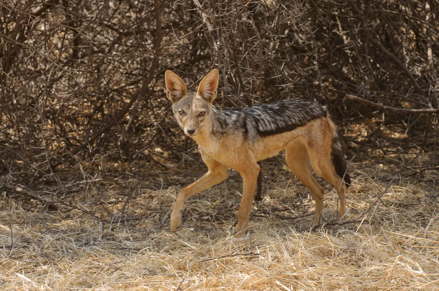 Ruaha-27