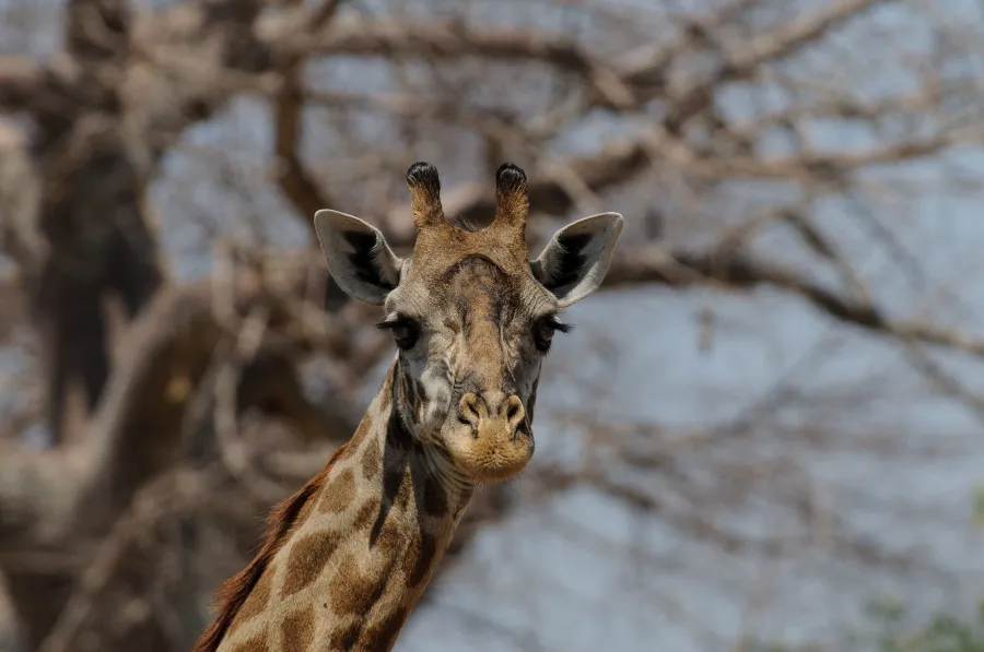 Ruaha-29