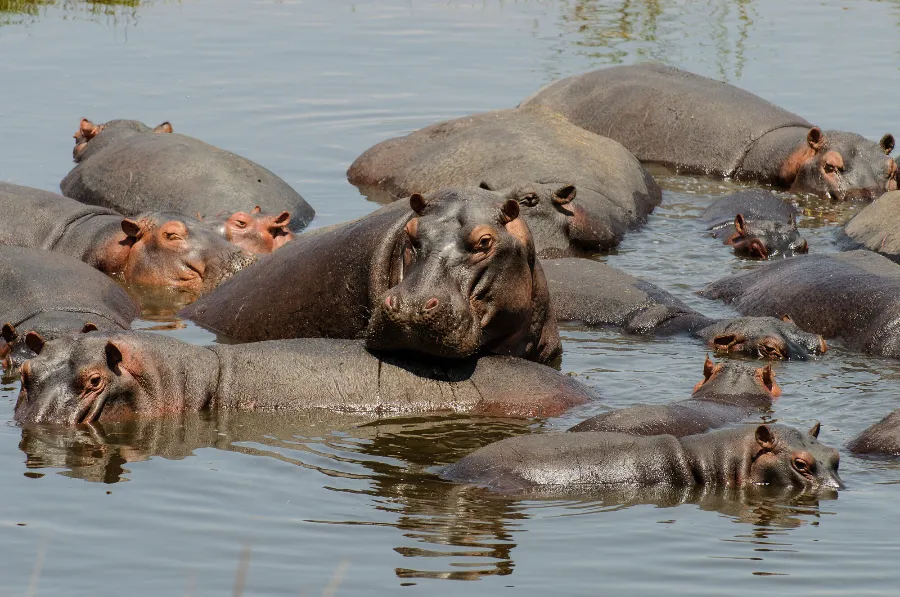 Ruaha-31