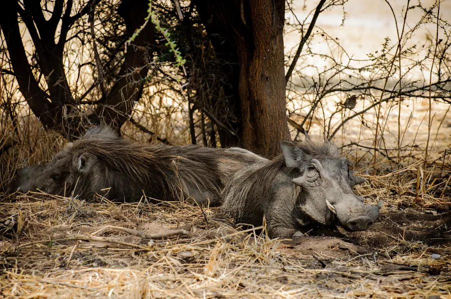 Ruaha-32
