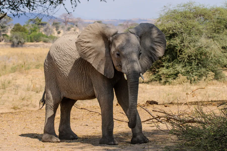 Ruaha-33