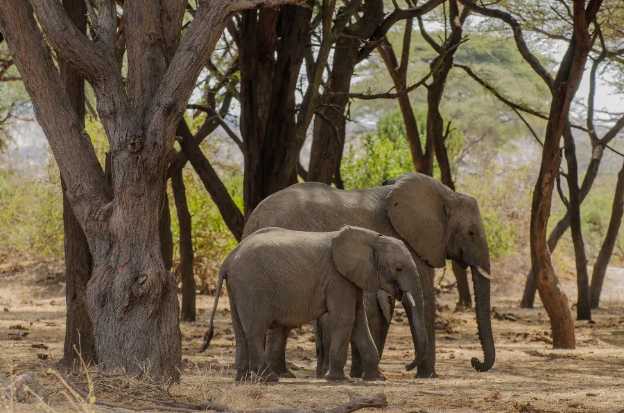 Ruaha-37