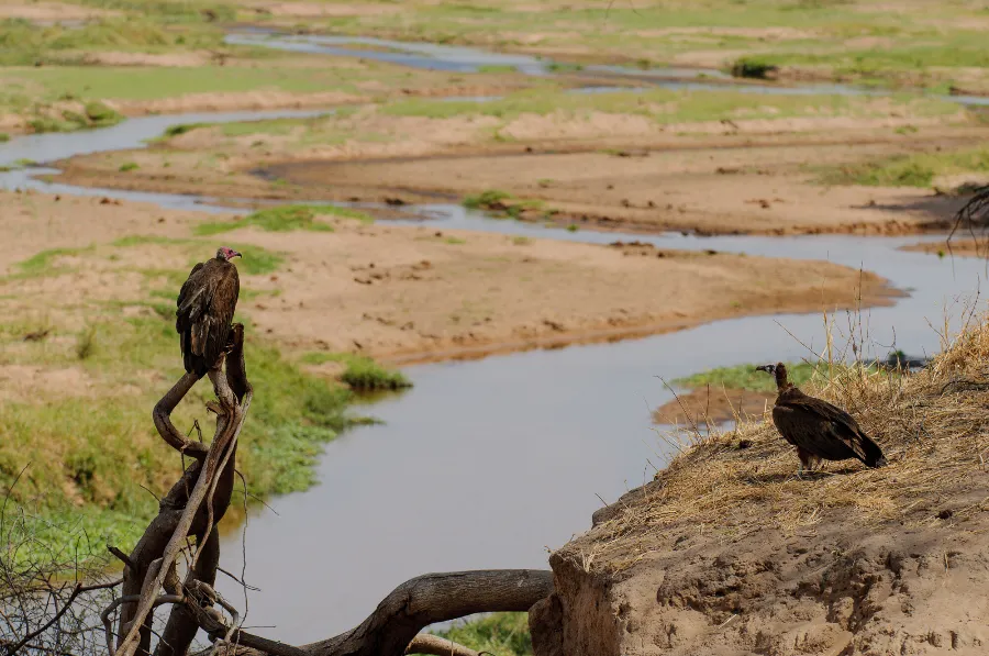 Ruaha-35