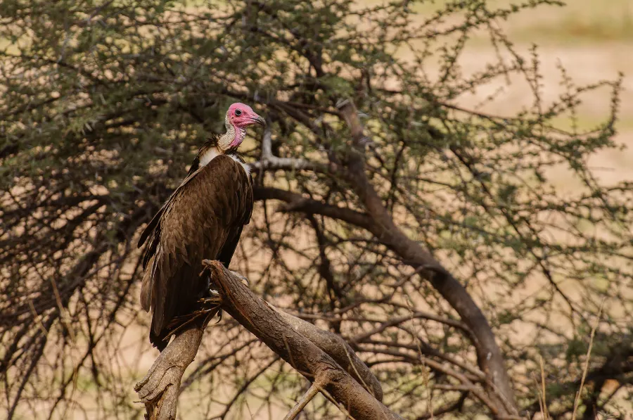 Ruaha-36