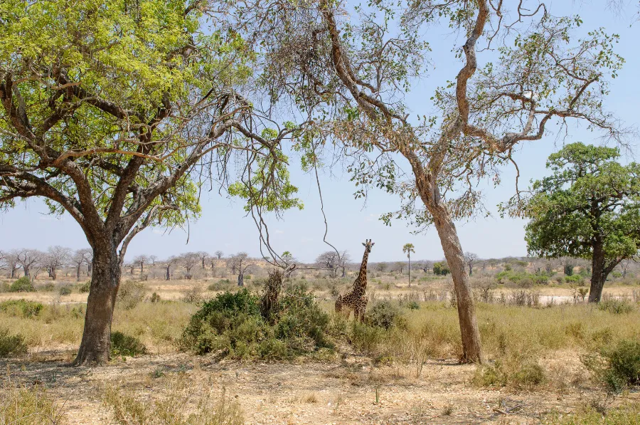Ruaha-28