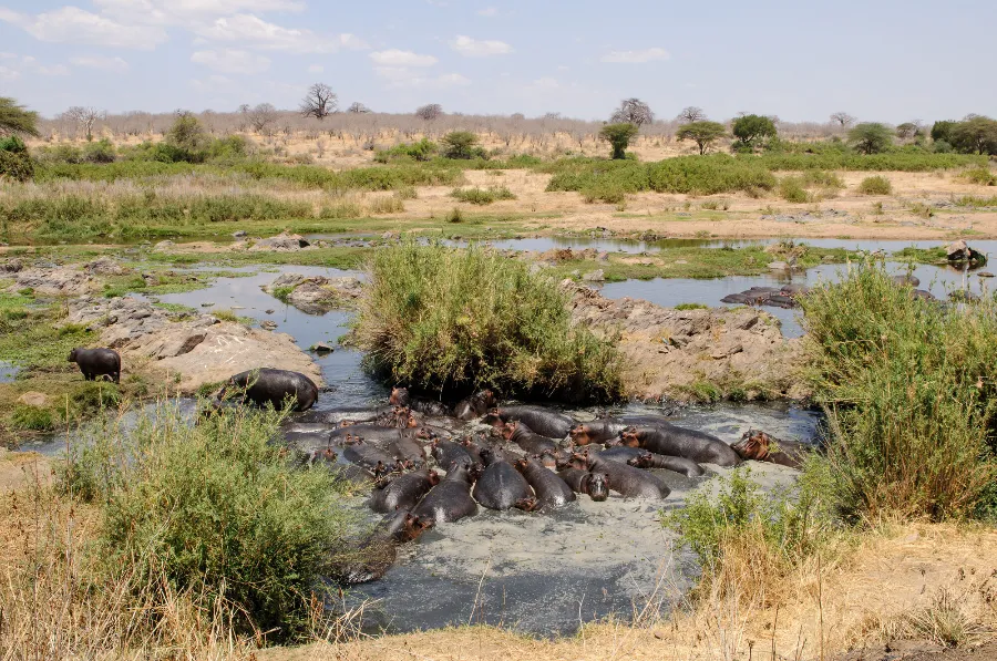 Ruaha-30