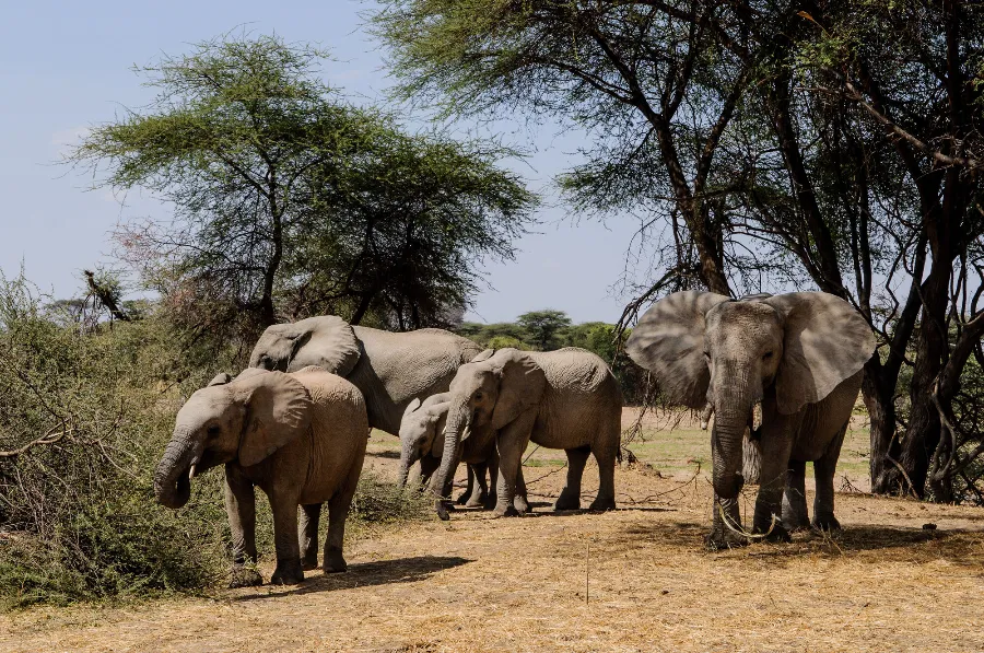 Ruaha-34