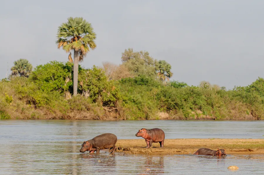 Selous-17