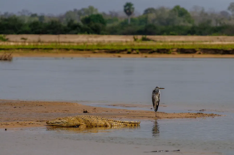 Selous-21