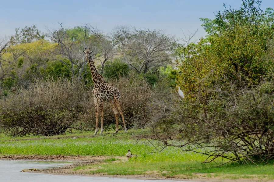 Selous-26