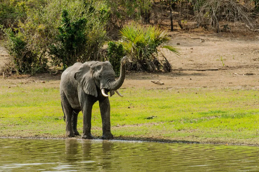 Selous-27