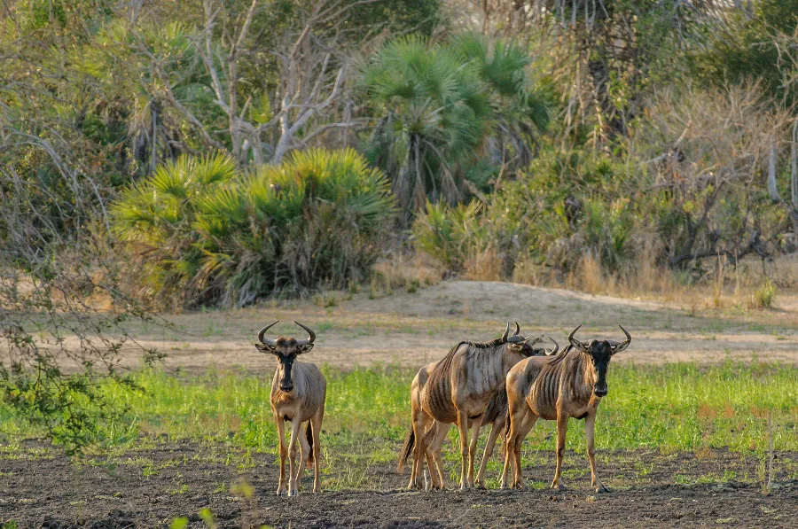 Selous-30