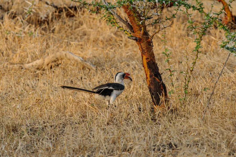Selous-31