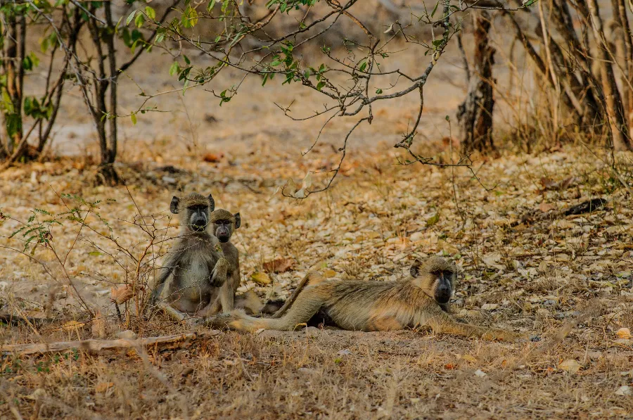 Selous-32