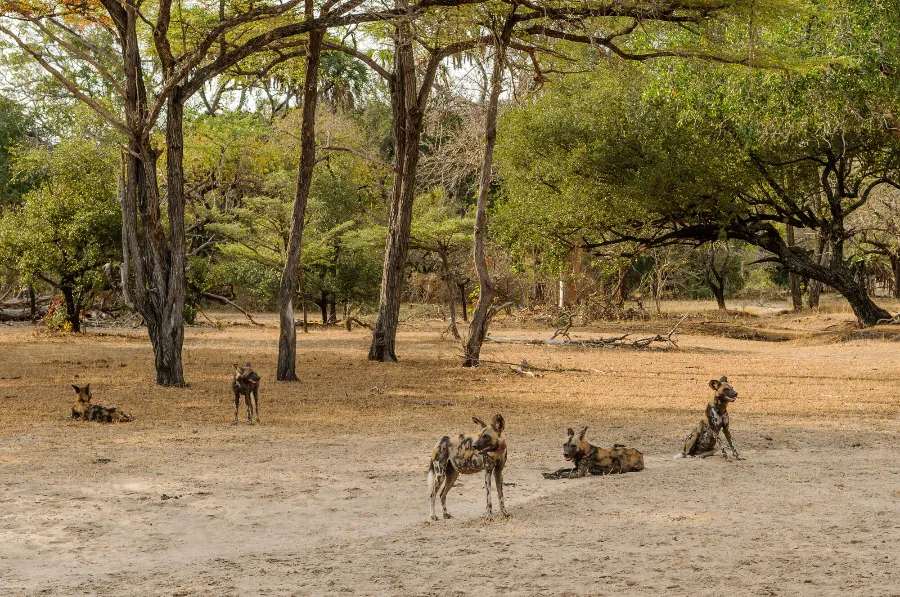 Selous-28