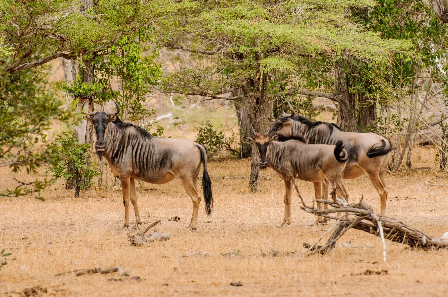 Selous-35