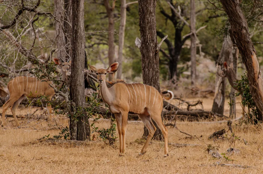Selous-36
