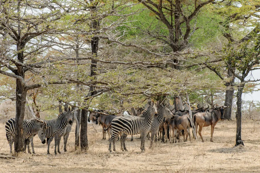 Selous-39