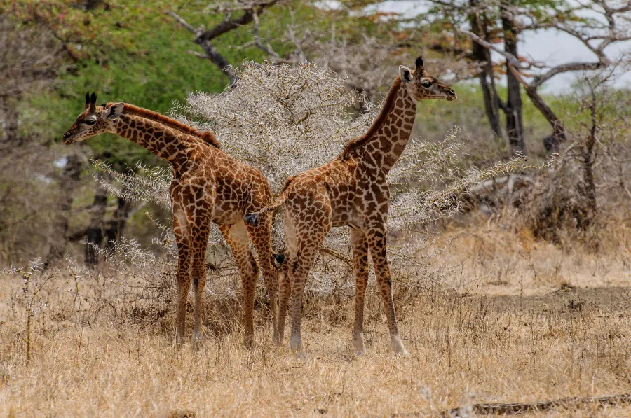 Selous-40