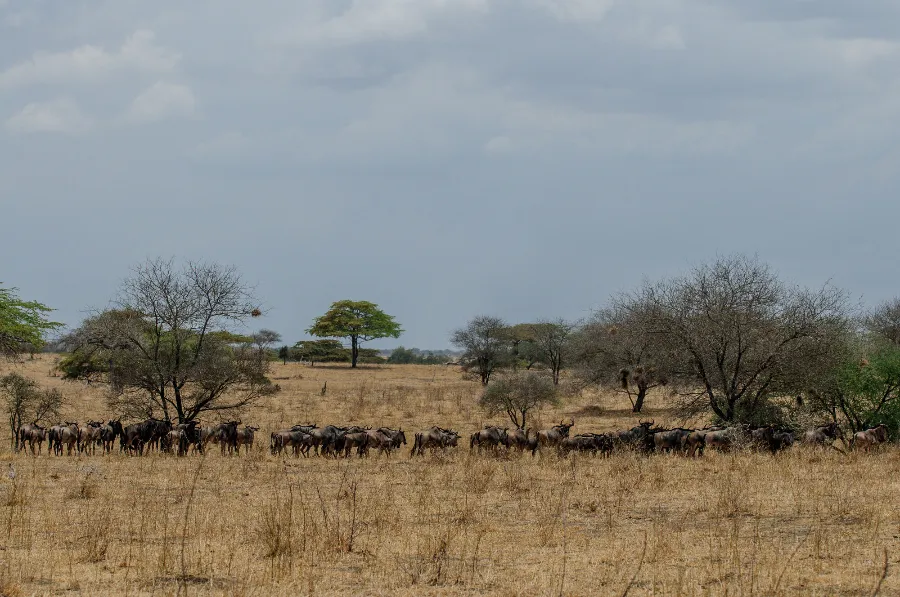 Selous-42