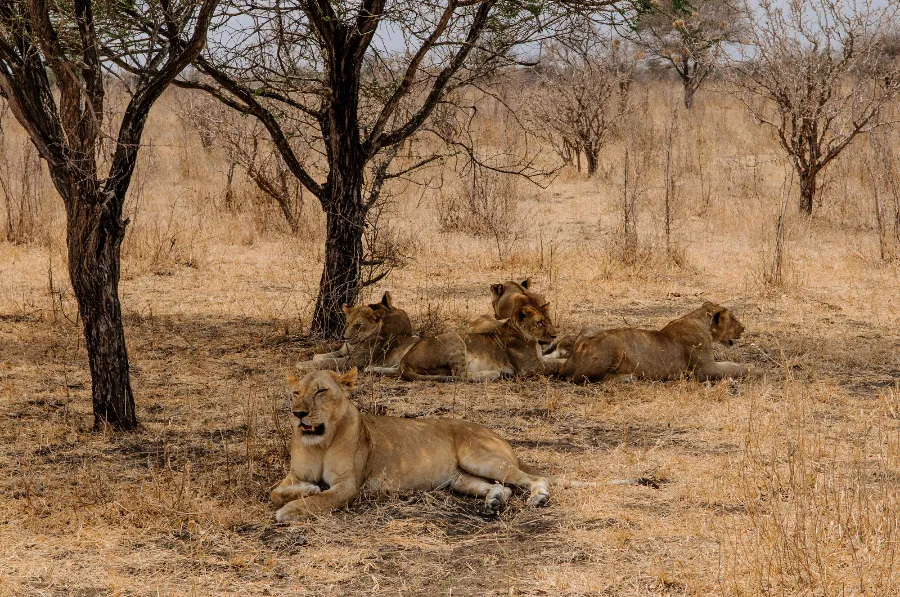 Selous-41