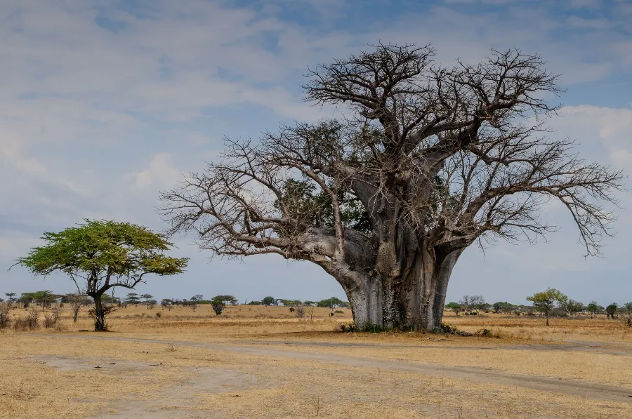 Selous-45