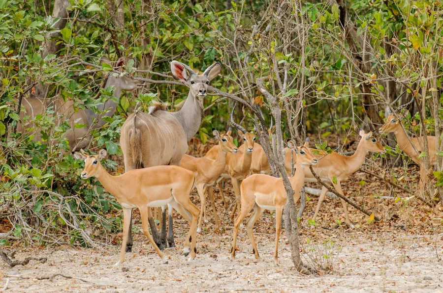 Selous-47